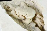 Fossil Crab (Potamon) Preserved in Travertine - Turkey #145059-5